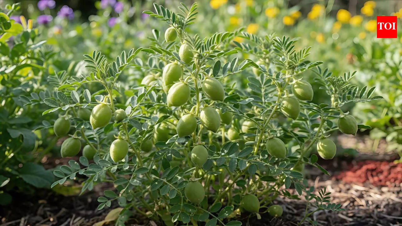 Grow your own chickpeas at home: Simple pot gardening tips | - The Times of  India
