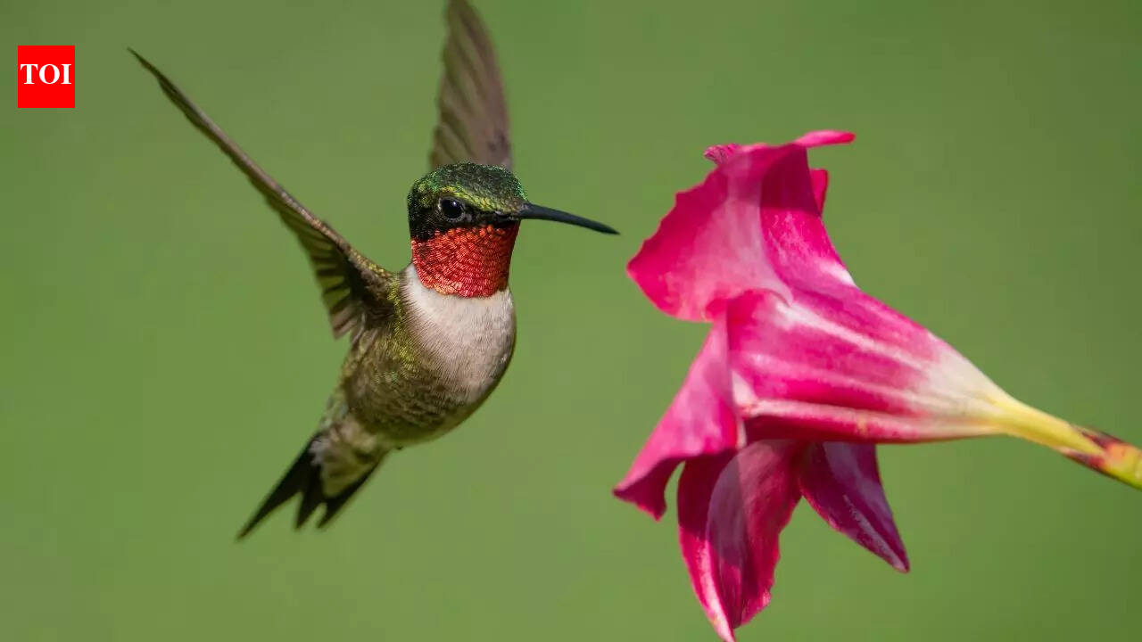 Why hummingbirds are the only birds that fly backwards; the science explained