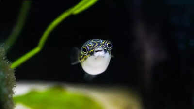 Japan’s underwater crop circles mystery turns out to be a mating signal of this small fish