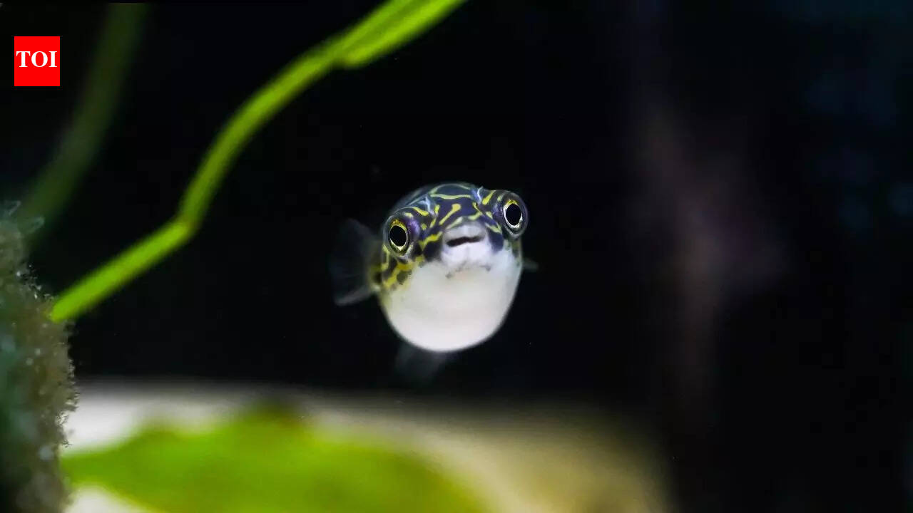Japan’s underwater crop circles mystery turns out to be a mating signal of this small fish