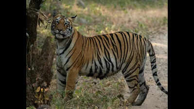Sahyadri draws volunteers for tiger census, Tara tigress enthrals tourists