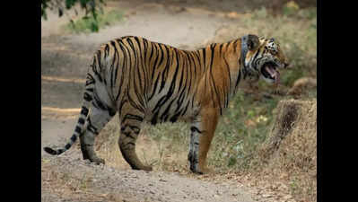 Sahyadri draws volunteers for tiger census, Tara tigress enthrals tourists