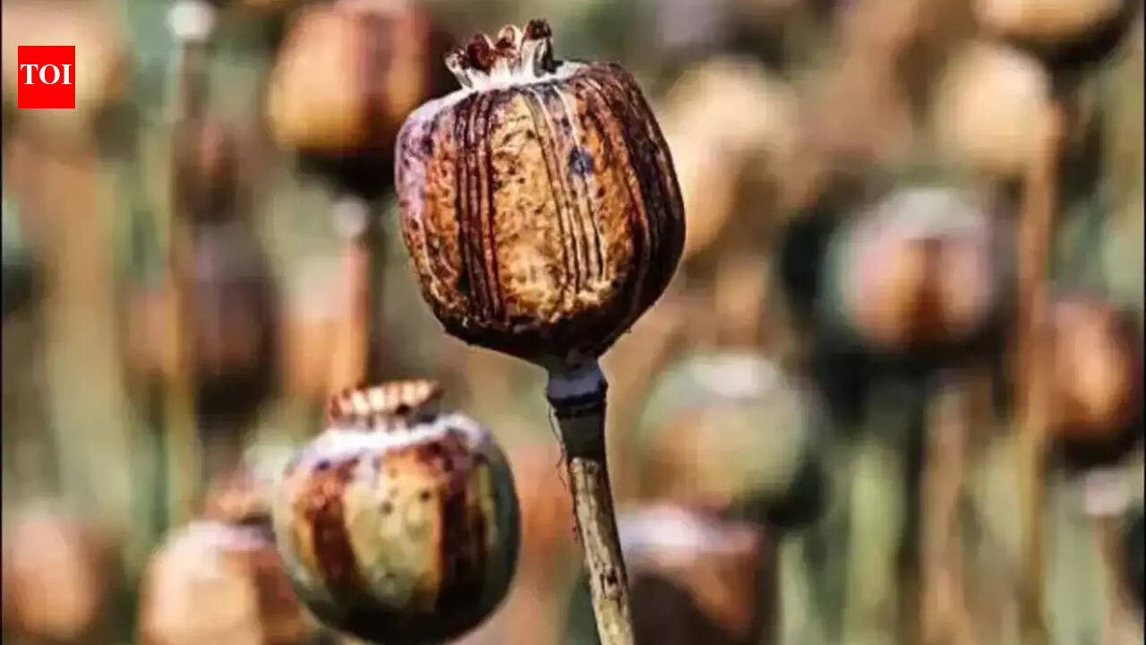 Three arrested with 20.5 kg opium in Hazaribag