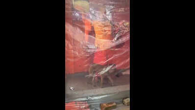 'Divine’ dog that did 'parikrama' of Hanuman idol had neuro issues, rescued by vets