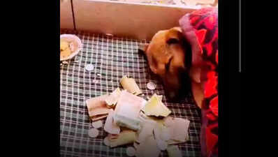 'Divine’ dog that did 'parikrama' of Hanuman idol had neuro issues, rescued by vets