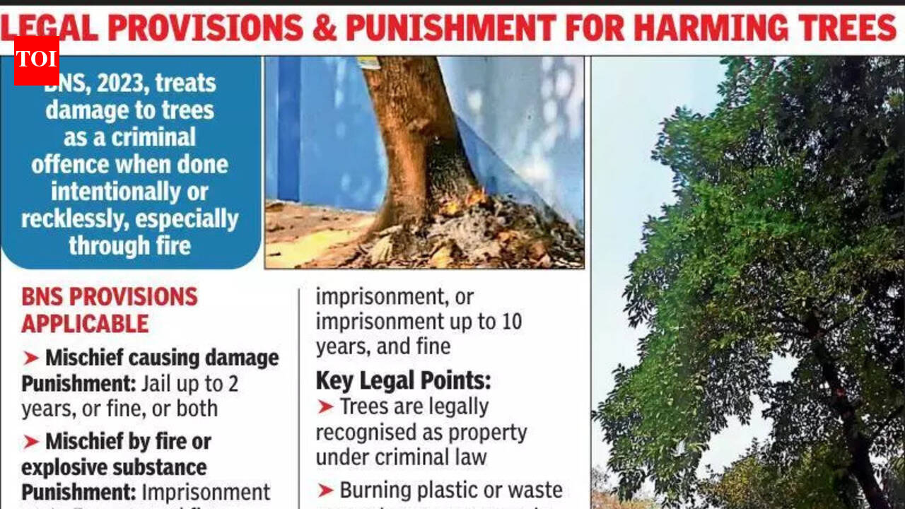 Man saves tree after ‘geologist’ sets trash on fire near roots