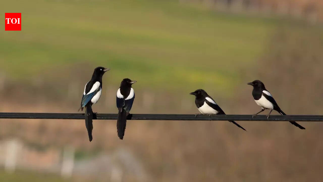 Ever wondered what a group of magpies is called? Flock is not the answer