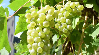 How to grow grapes at home: Expert tips for sweet and luscious fruit