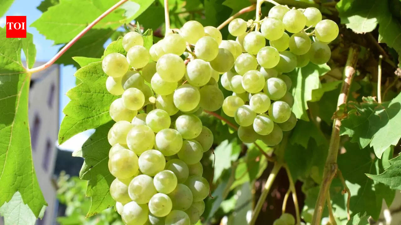 How to grow grapes at home: Expert tips for sweet and luscious fruit