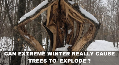 Can extreme winter really cause trees to 'explode'? The science behind the viral phenomenon