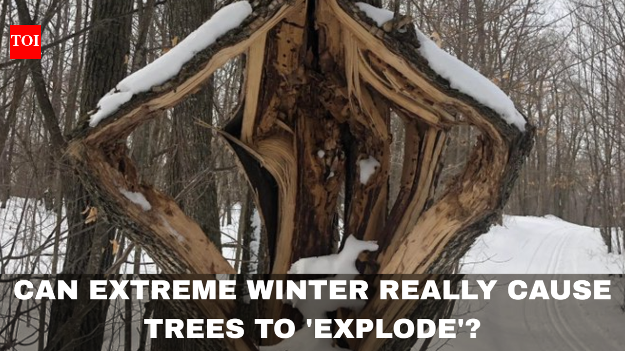 Can extreme winter really cause trees to 'explode'? The science behind the viral phenomenon