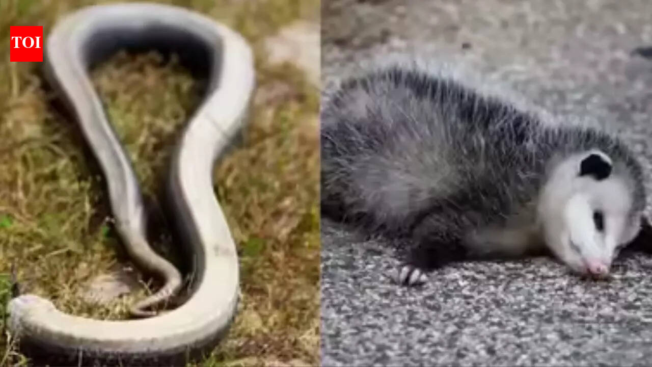 Texas records highest animal-related deaths in US: Report