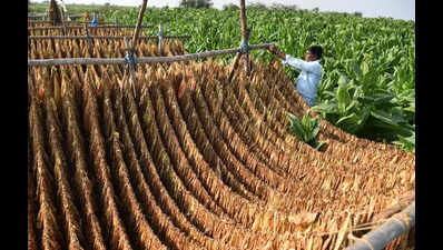 tobacco retail license morocco Morocco