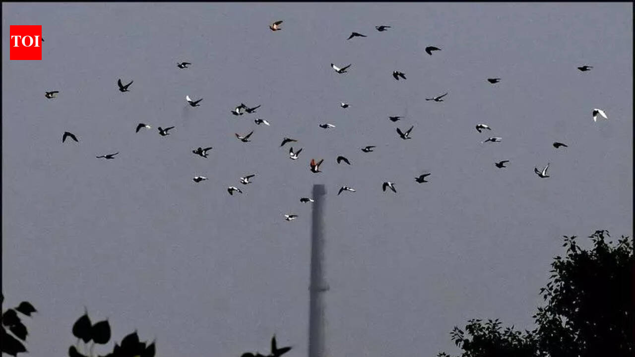 Delhi’s air improves briefly as AQI hits 102-day low; ‘poor’ air expected to return around Republic Day weekend