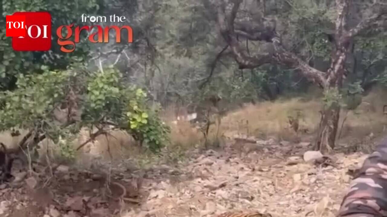 Rare Tiger Sighting In Ranthambore National Park