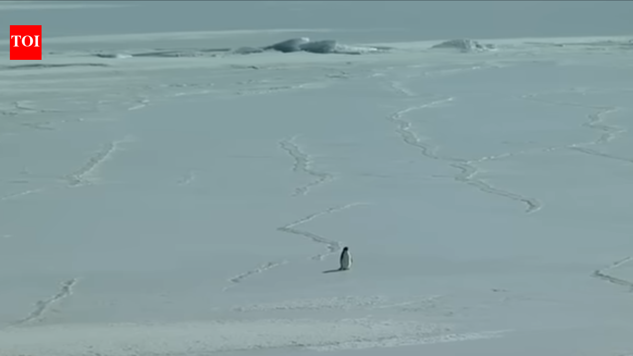 A penguin’s death march is going viral in 2026: What the ‘nihilist penguin’ meme means and how the White House reacted to it