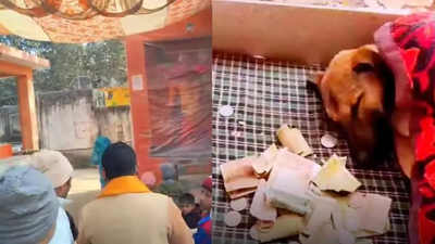 Stray dog doing ‘Parikrama’ in UP: Neurological disorder, not spiritual instinct; rescued by vets