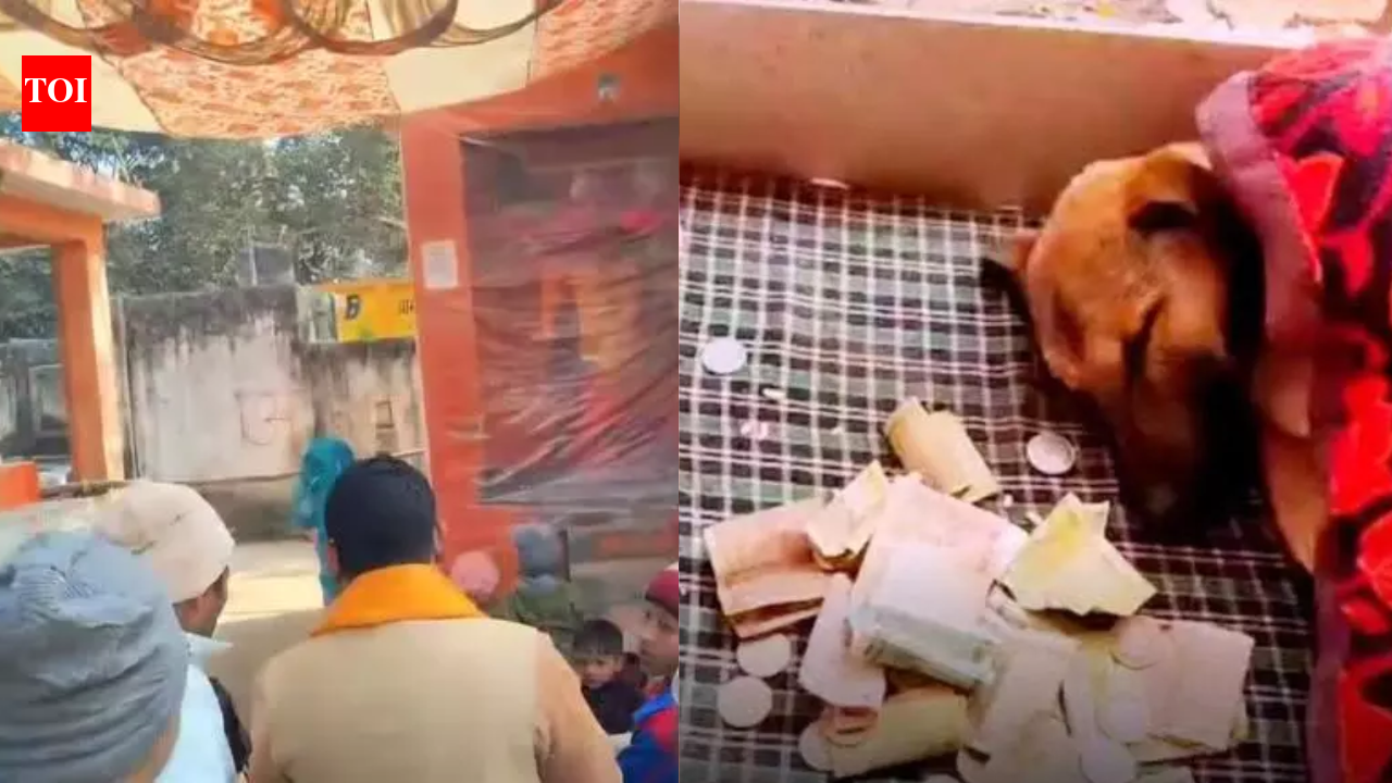 Stray dog doing ‘Parikrama’ in UP: Neurological disorder, not spiritual instinct; rescued by vets