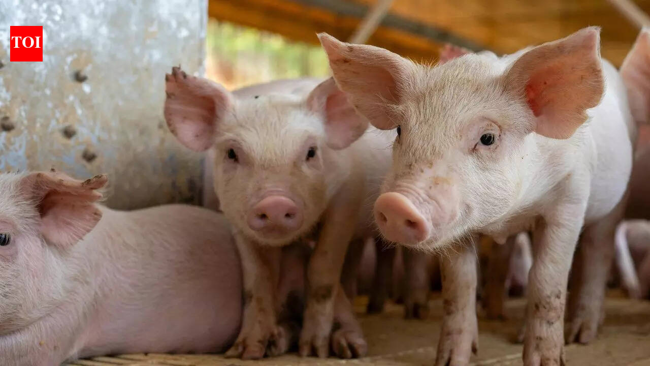 The surprising intelligence of pigs: How they play games, solve problems, and remember faces