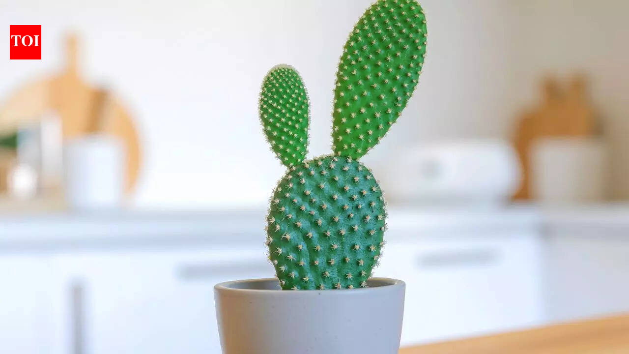 How to grow and care for a bunny ear cactus at home