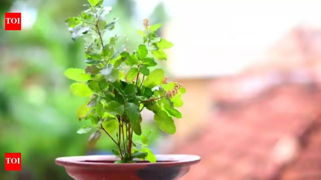 This is why people light a diya under Tulsi plant