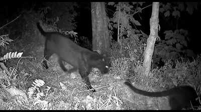 Twin black leopards in a frame: Cams click rare moment in Kurseong