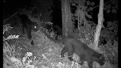 Twin black leopards in a frame: Cams click rare moment in Kurseong