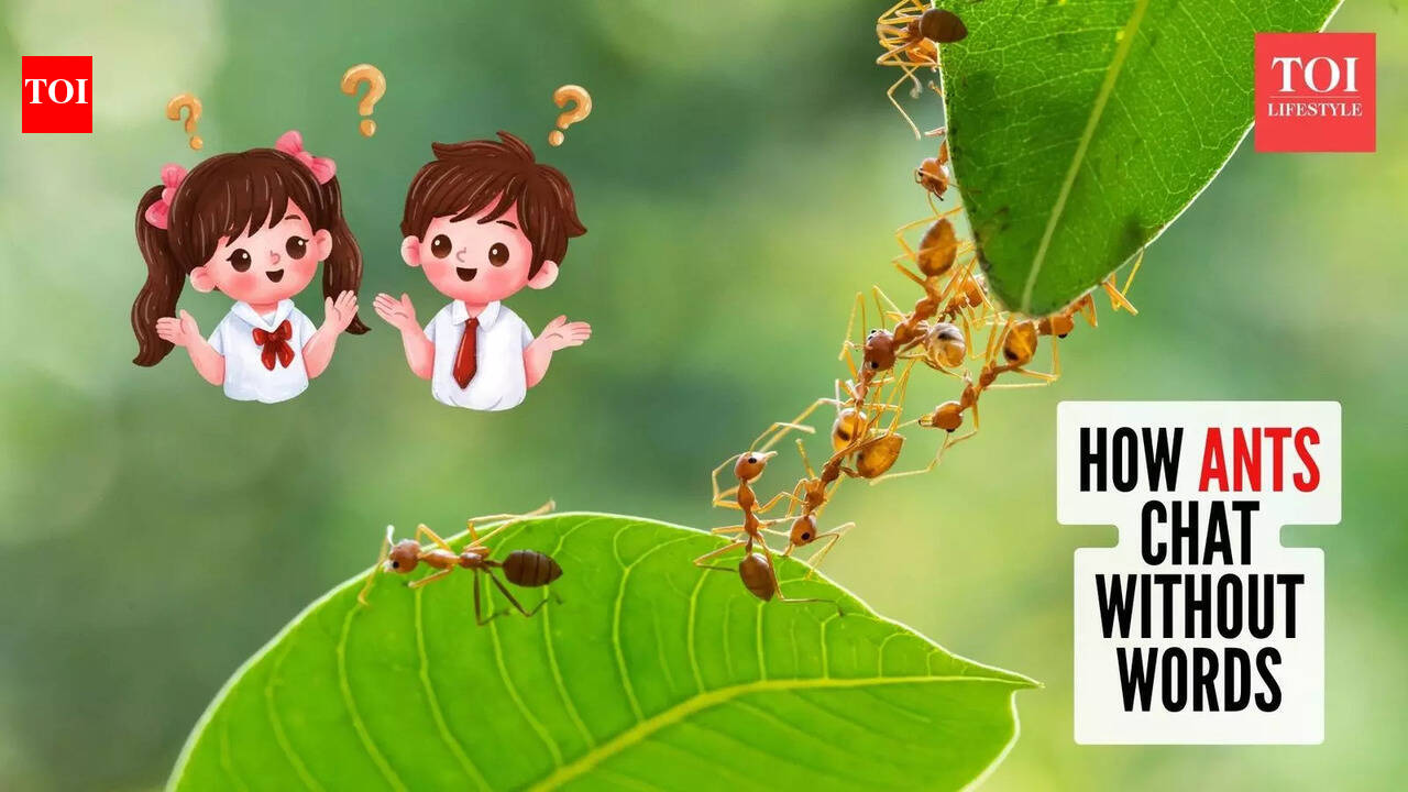 Curiosity Corner: How do ants talk to each other?