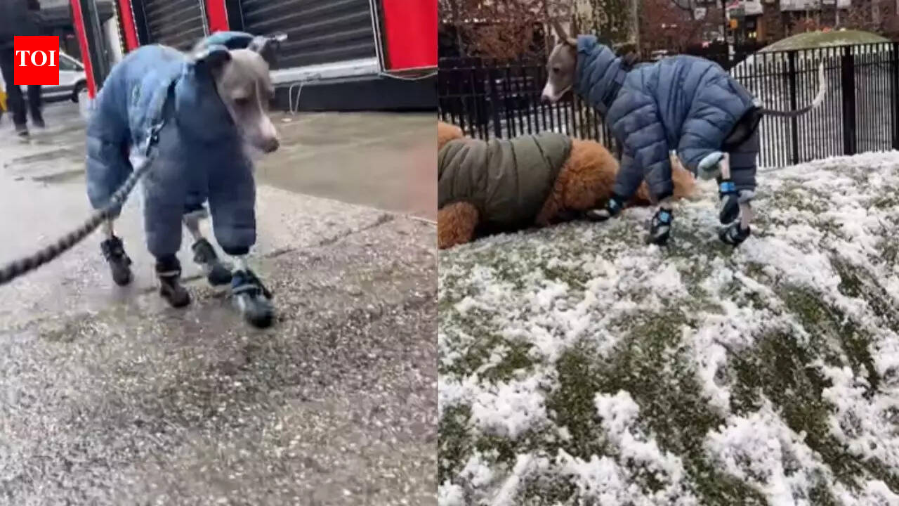Why NYC is obsessed with this dog learning to walk in snow boots — Watch