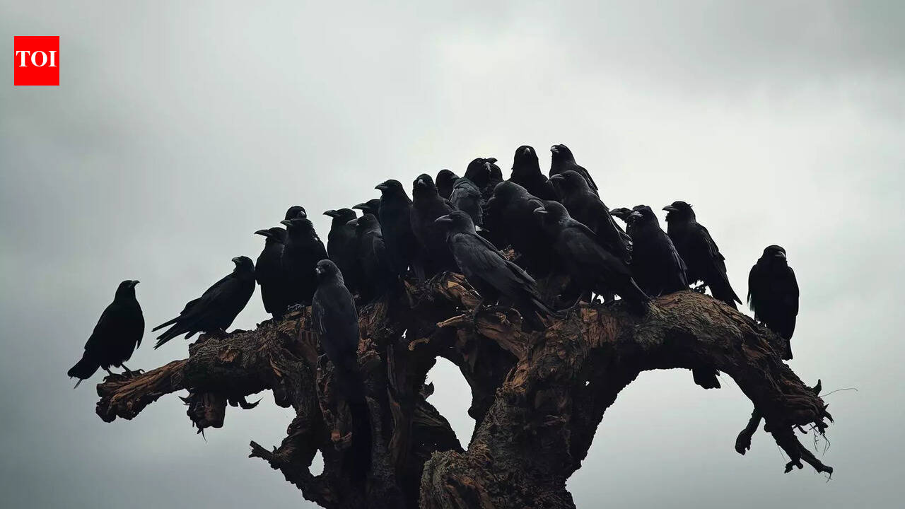 Why a group of crows is called a ‘murder’ and the story behind it