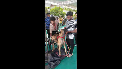 Paws and poise: Dogs steal the show in Mangaluru