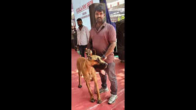 Paws and poise: Dogs steal the show in Mangaluru
