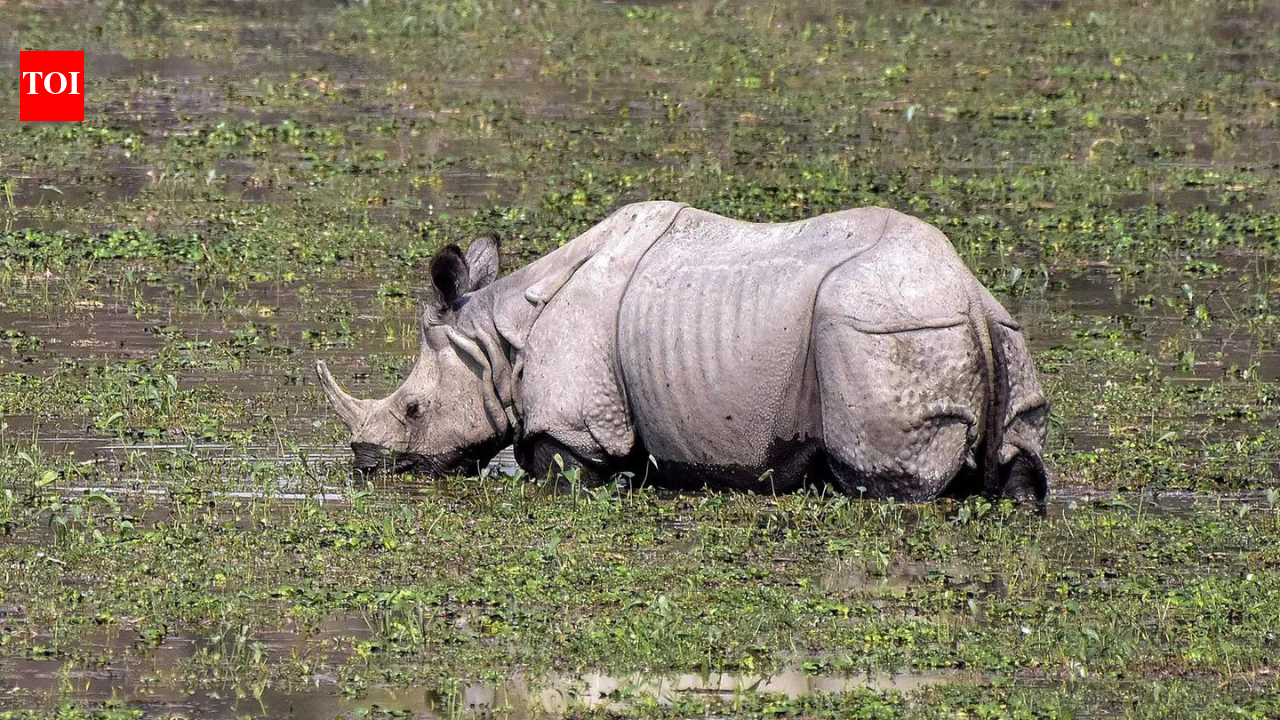 Rhinos roamed Western Ghats foothills 3,500 years ago: Study