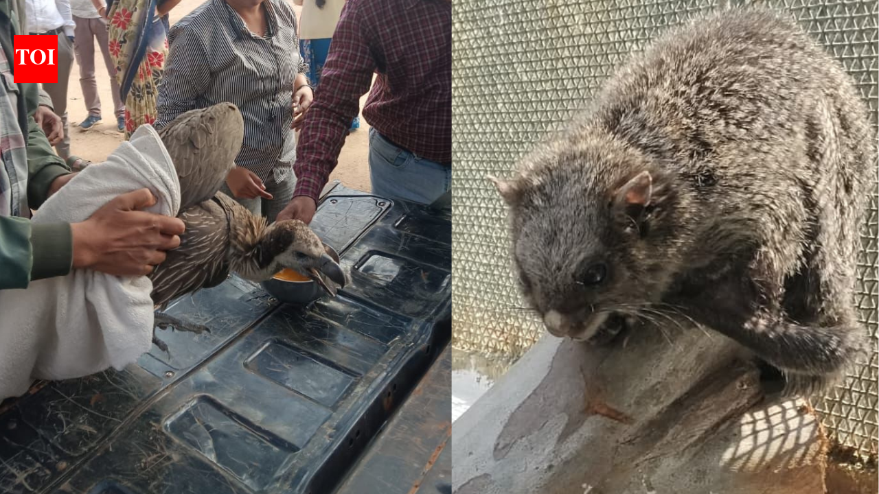 Flying squirrel, vulture rescued from UTSR, treated at Naya Raipur’s Jungle Safari
