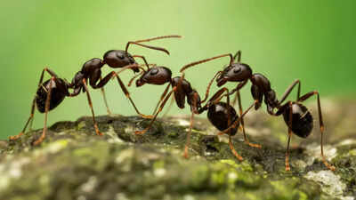 Ants vs. Humans: How tiny ants survive deadly radiation that humans cannot