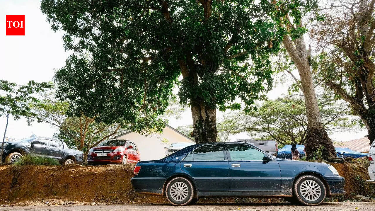 Hidden risks of parking your car under trees you must know
