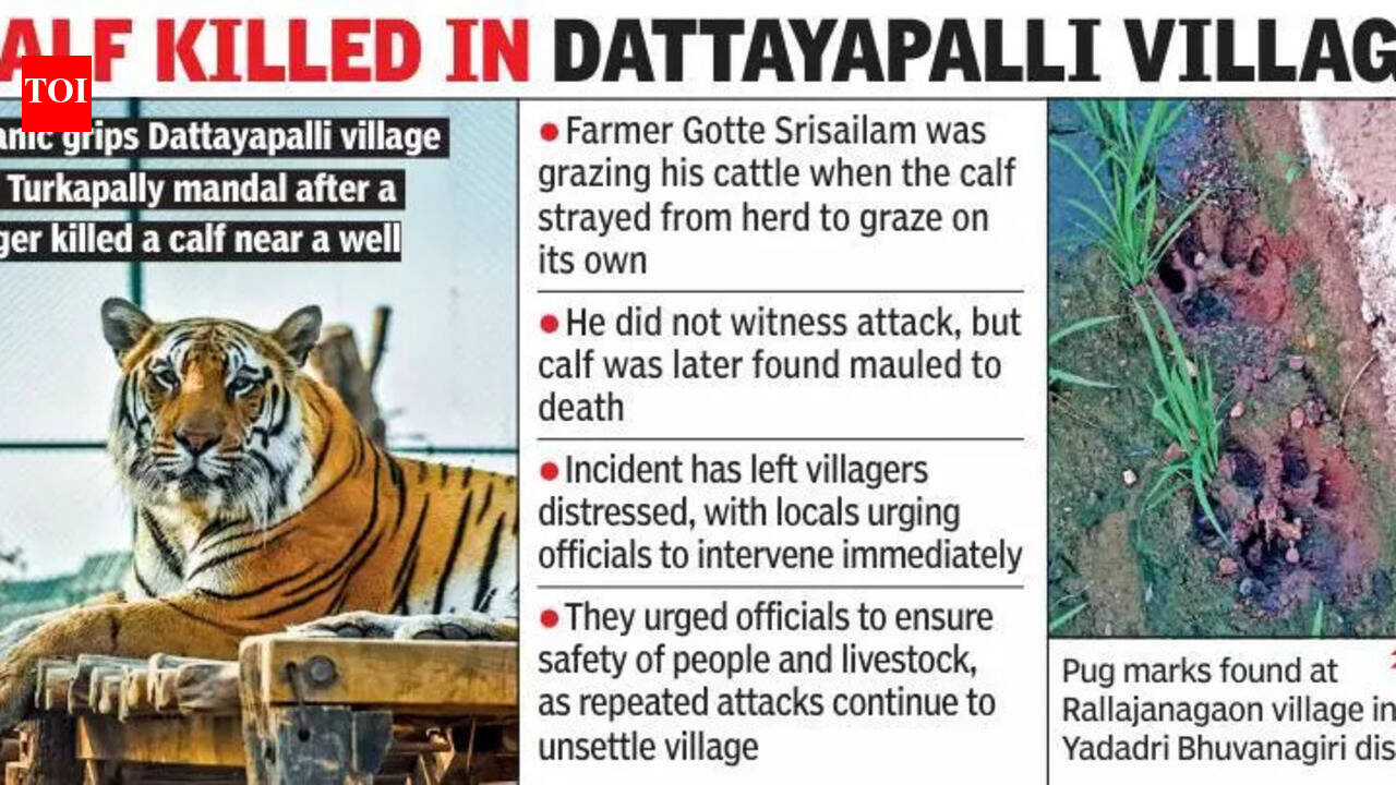 Tiger prowls closer to Hyderabad, tests Telangana’s wildlife response