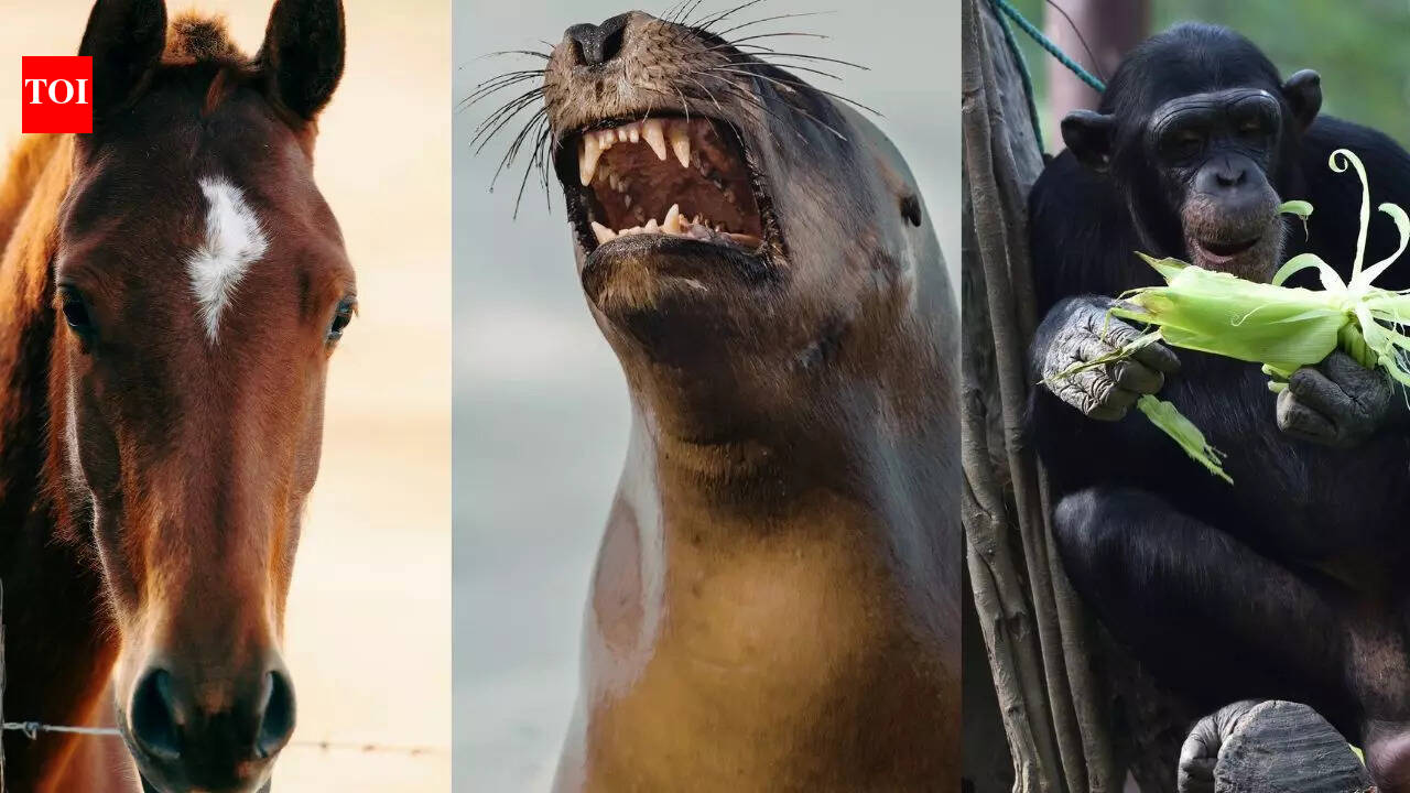 Animals that understand numbers: The surprising math skills of bees, horses, dolphins, and more