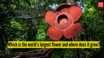 Which is the world’s largest flower and where does it grow?