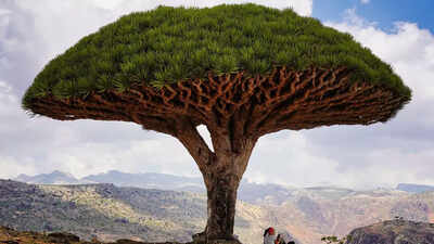 This tree secretes bright red “dragon’s blood” and science explains why