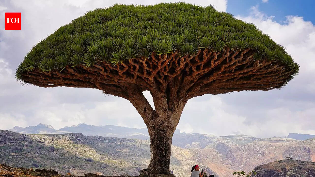 This tree secretes bright red “dragon’s blood” and science explains why