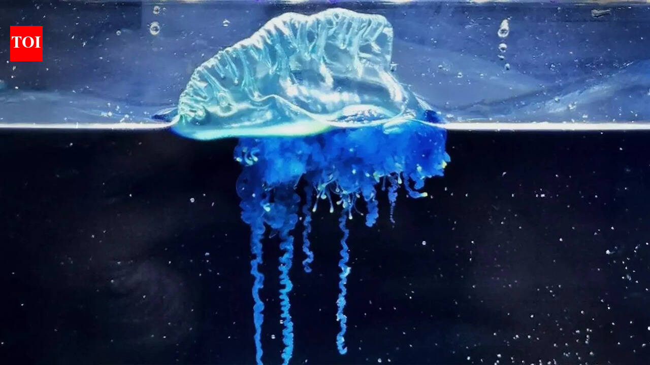 Japan’s coast just revealed a species no one knew existed