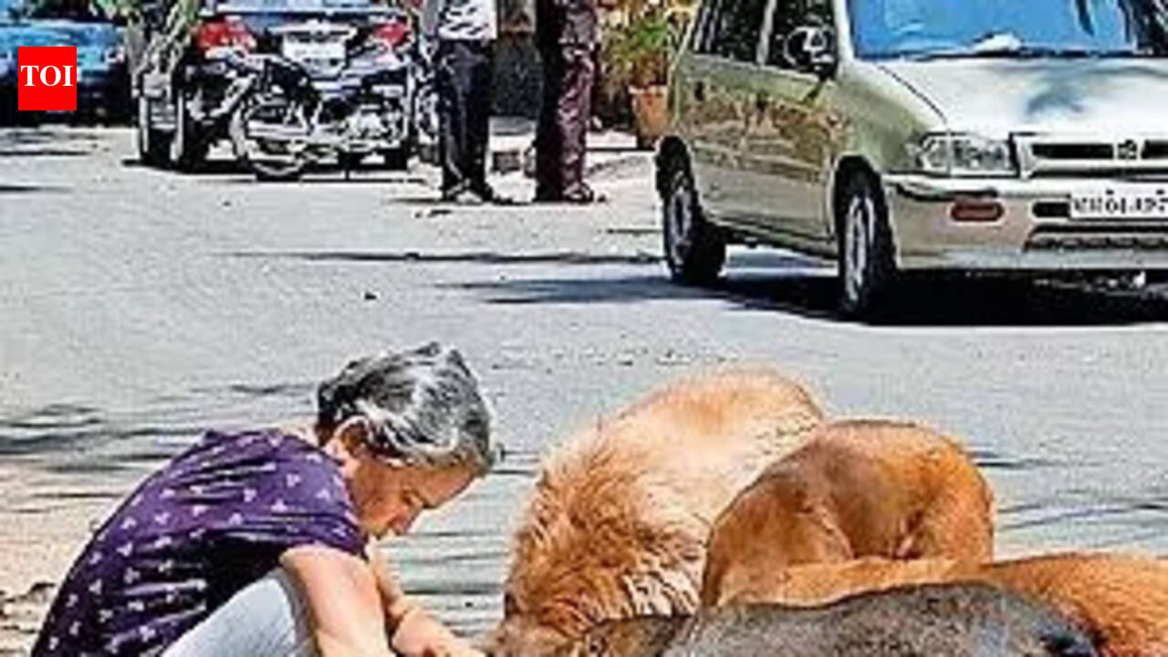 Ahmedabad Municipal Corporation notifies 126 stray dog feeding spots in city