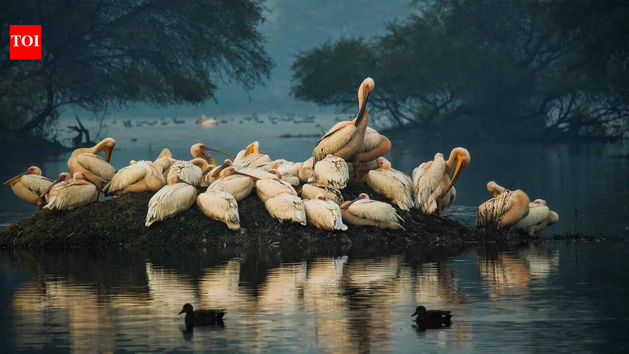 5 most iconic wetlands in India and the wildlife treasures they hold