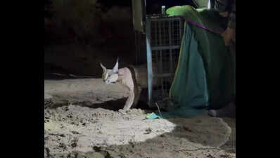 In a country first, caracal radio-collared in Jaisalmer