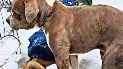 Cousins die in snow, pitbull stands guard for 4 days