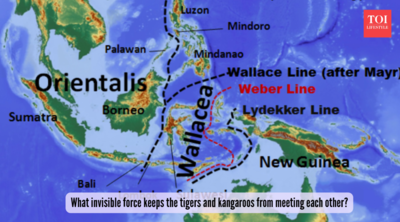 What invisible force keeps the tigers and kangaroos from meeting each other, even though they are just miles apart?