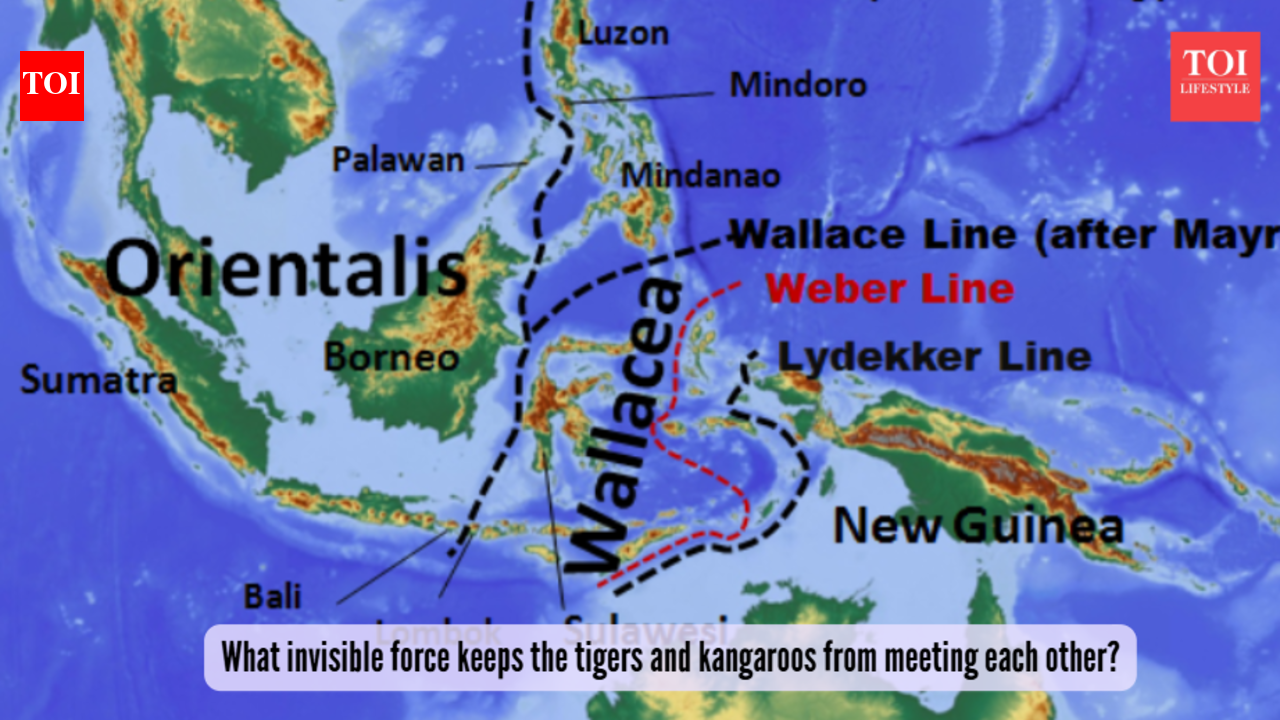 What invisible force keeps the tigers and kangaroos from meeting each other, even though they are just miles apart?
