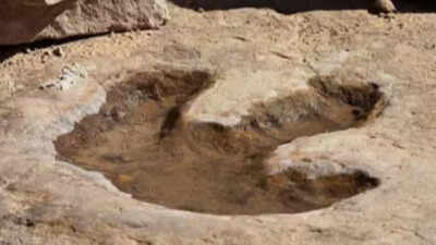 Australia uncovers the world’s largest dinosaur footprints from 130 million years ago