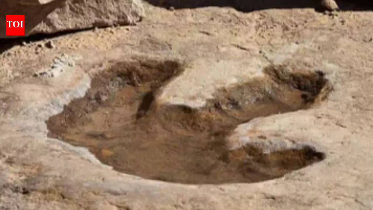 Australia uncovers the world’s largest dinosaur footprints from 130 million years ago